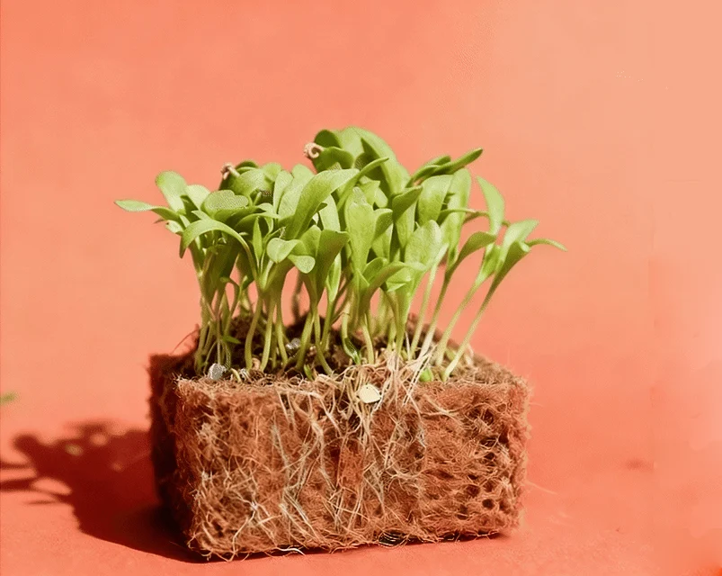 Marigold Microgreens